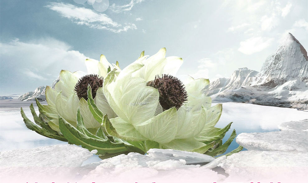 金天国际goldendays雪莲生态保养护贴男24片