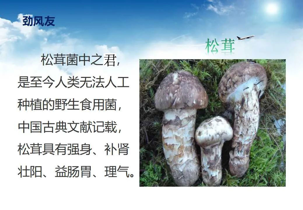 德一堂dyt劲风友海洋生物液饮品3盒装