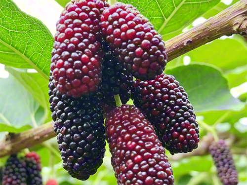 補(bǔ)腎的水果排行榜10強(qiáng) 十大補(bǔ)腎水果排行榜