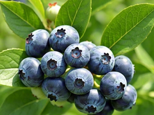 男性吃藍(lán)莓的6個(gè)好處 詳解男性吃藍(lán)莓的6個(gè)好處