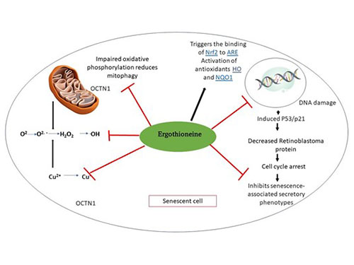 维萃美麦角硫因:科学抗衰新范式,从细胞源头焕活生命活力