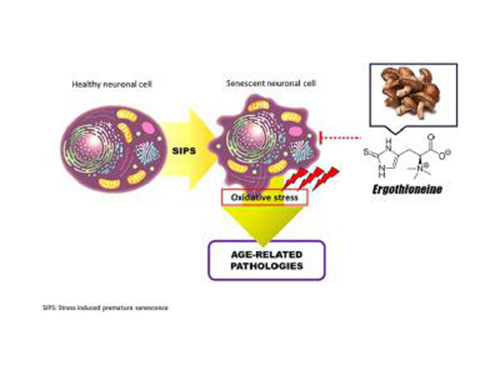 从细胞到肌肤:维萃美麦角硫因如何重构抗衰科学逻辑?