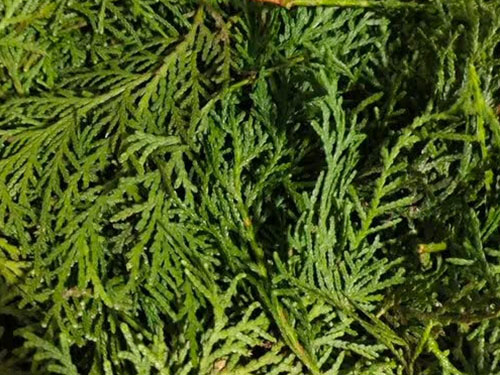 養(yǎng)發(fā)的中藥材有哪些 護發(fā)養(yǎng)發(fā)的中藥材有哪些