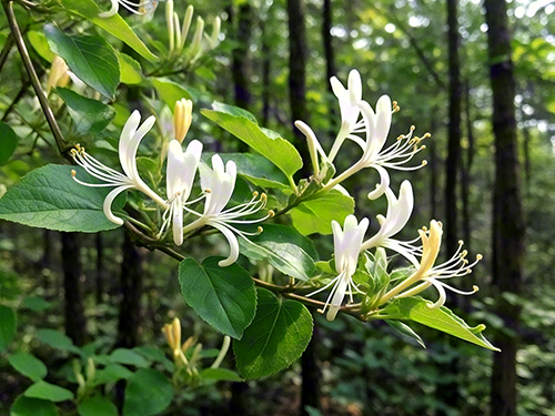 金银花功能与主治 金银花有哪十大功效和作用