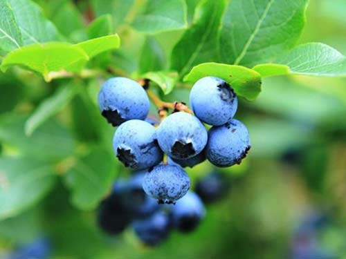 蓝莓酵素能减肥吗