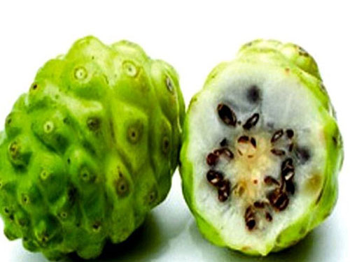 诺丽酵素的五大功效有哪些