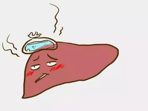 肝脏