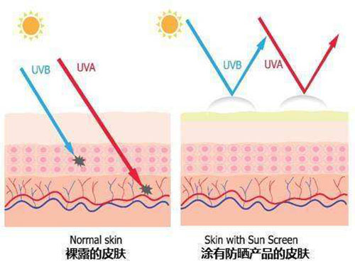 当初老来临，如何有效抗衰？补充温莎之谜胶原蛋白很重要！
