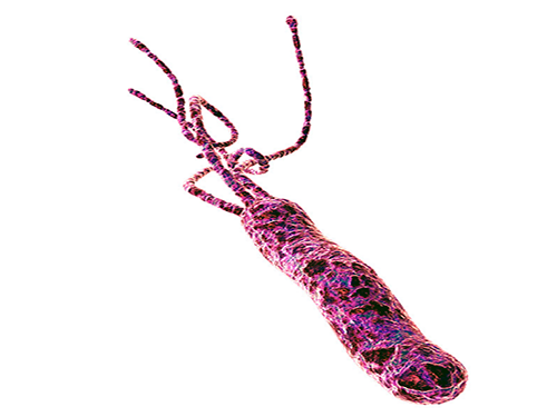 幽门螺杆菌最怕的7种食物 幽门]螺旋杆菌的天然克星食物