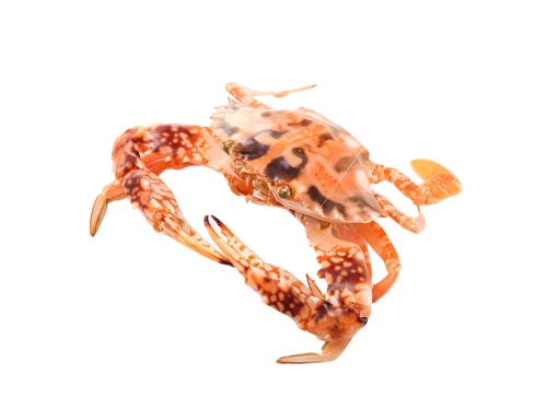 花蟹的做法 花蟹不能跟什么食物同吃