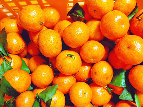 砂糖橘有籽好还是无籽好 砂糖橘怎么挑选