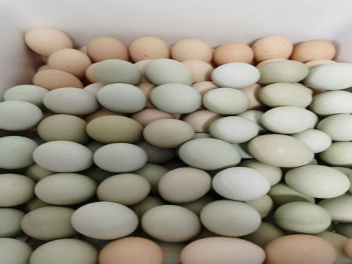 吃鸡蛋的十大作用