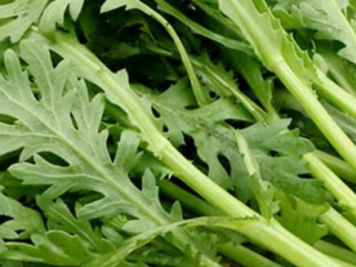 为什么尽量少吃茼蒿 吃野蕨菜致癌是真的吗