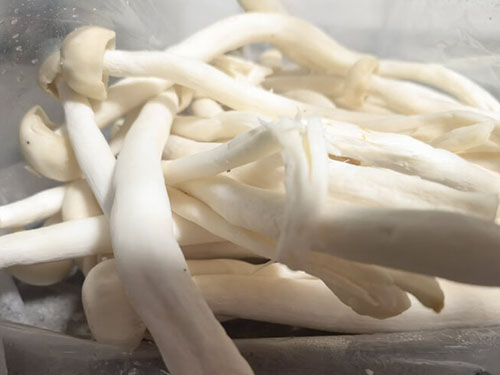 新鲜香菇可以在冰箱放多久
