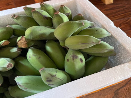 香蕉皮可以做养花的肥料吗