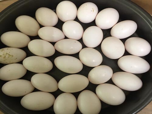 鸽子蛋怎么吃最营养，鸽子蛋的四种养生食谱
