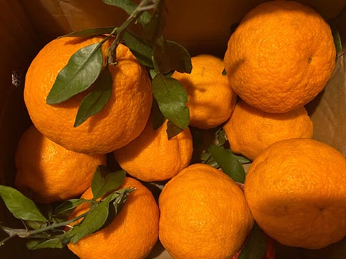 一种水果等于五味药，可入药的水果橘子