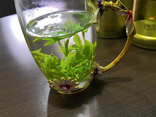 苦茶是什么茶 苦茶對身體有什么好處