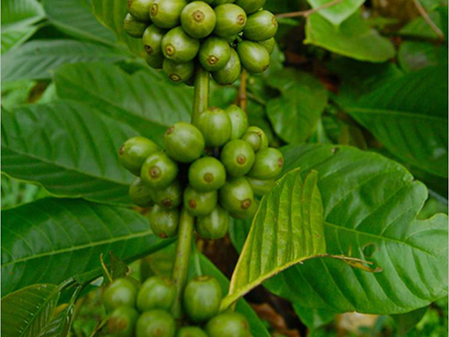 绿咖啡豆浓缩粉作用