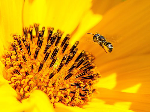 蜂花粉的作用