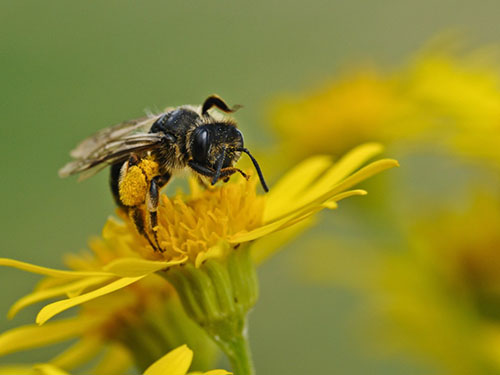 蜂花粉功效作用