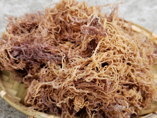 海石花的功效与禁忌是什么海石花有什么注意事项