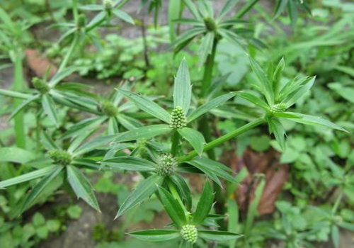芫荽籽的功效与作???