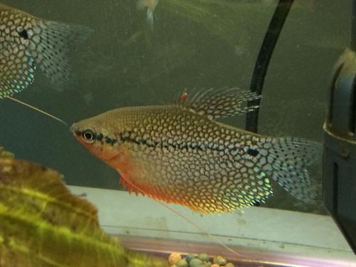 土虱鱼的功效与作用