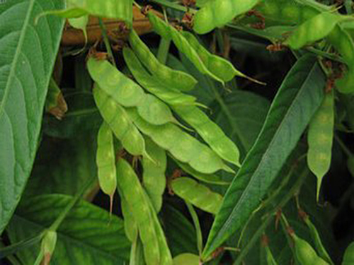 葫芦茶的功效与作用