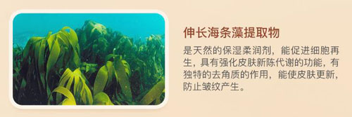 伸长海条藻（HIMANTHALIA ELONGATA）提取物