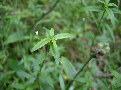 白花蛇草的功效与作用