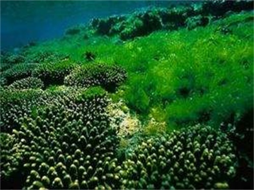 囊裸藻图片图片