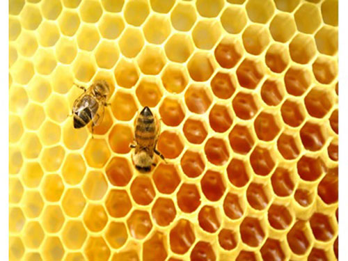 蜂房的功效与作用