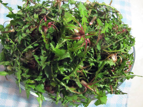 婆婆丁的功效与作用