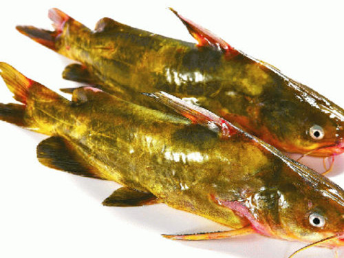 黄骨鱼的营养价值黄骨鱼对人的好处