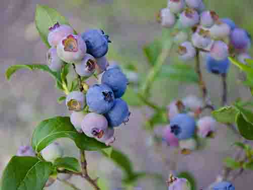 维生素c多的食物有哪些