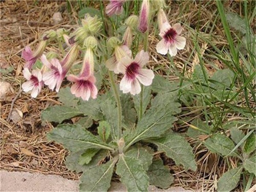 地黄的功效与作用