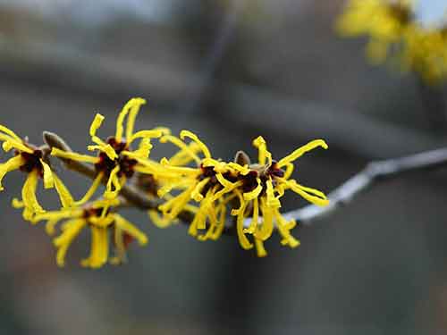 金缕梅茶功效及作用