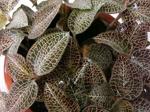 金线莲的副作用