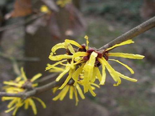 金缕梅提取物作用