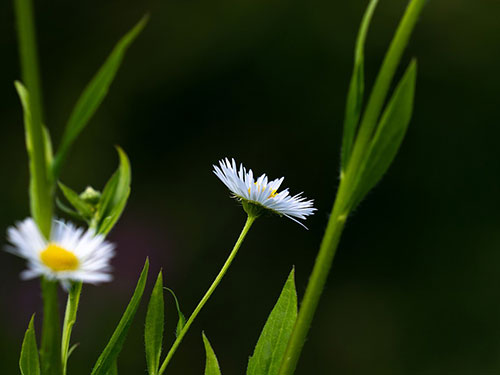 灯盏花的功效与作用灯盏花具有清热解毒的作用