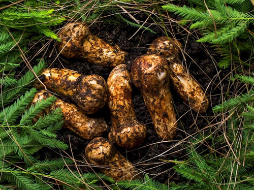 松茸的功效与禁忌