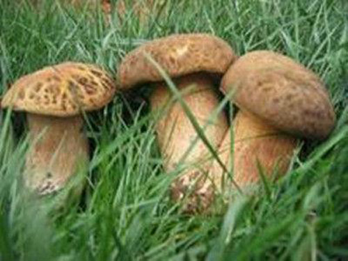 松茸菌的营养价值 松茸菌的功效