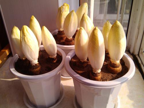 菊苣菜的吃法 菊苣菜怎么吃