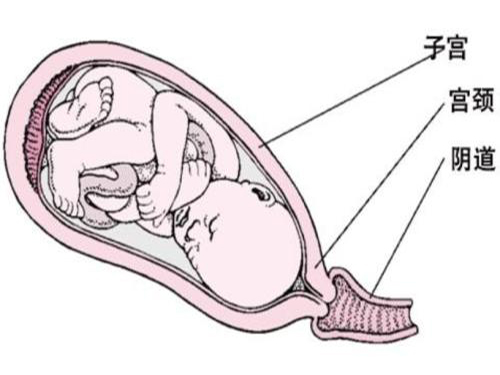 子宫收缩示意图图片