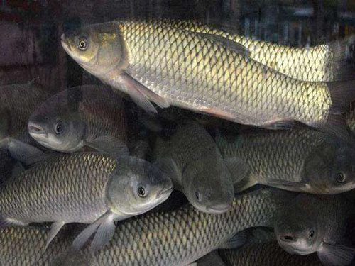 草鱼的营养价值草鱼怎么做好吃