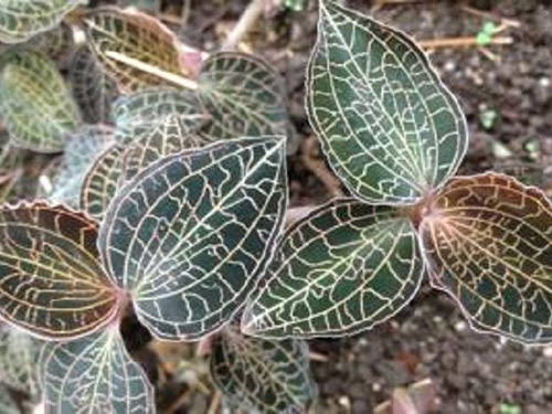 金线莲价格多少钱一斤