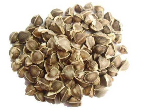 辣木籽壳的功效与作用