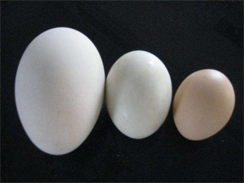 鹅蛋的营养价值与功效