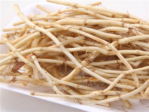 白折耳根的功效与作用白折耳根熬水的功效